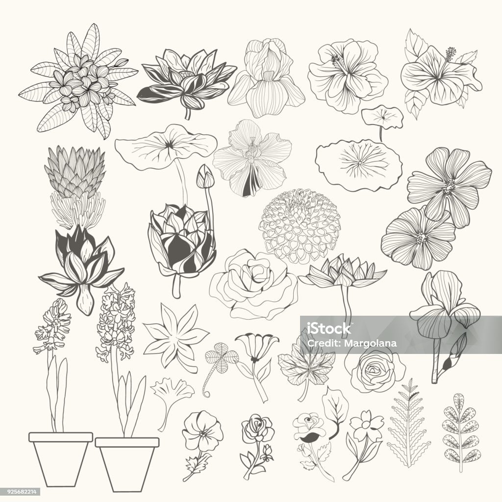 illustration design element flowers and leaves line art. hand-drawing collection botanical big set Monochrome illustration. Vector illustration design element flowers and leaves line art. Protea stock vector