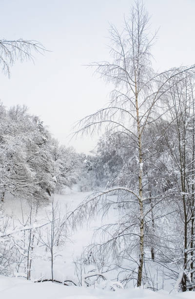 istock Winter landscape with a birch in the foreground. 925685514