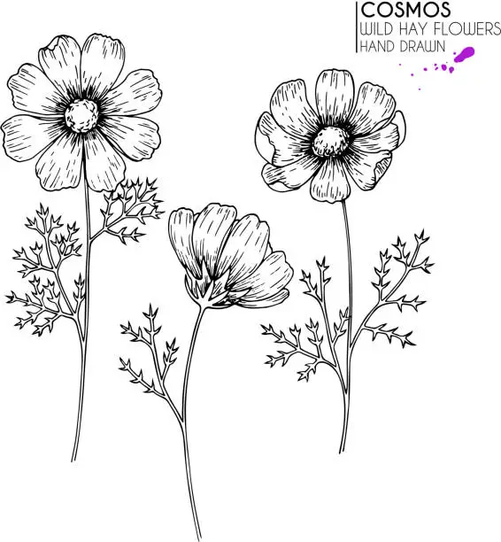 Vector illustration of Hand drawn wild hay flowers. Cosmos or cosmea flower. Vintage engraved art. Botanical illustration. Good for cosmetics, medicine, treating, aromatherapy, nursing, package design, field bouquet.