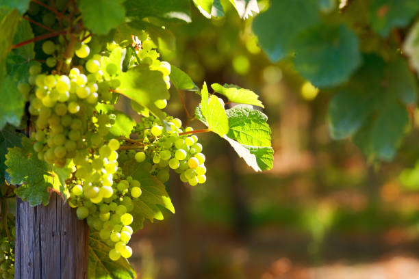 Sunny bunches of white grape stock photo