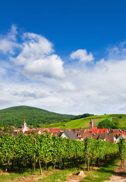 Medieval village Riquewihr with vineyards and Vosges mountains in the background