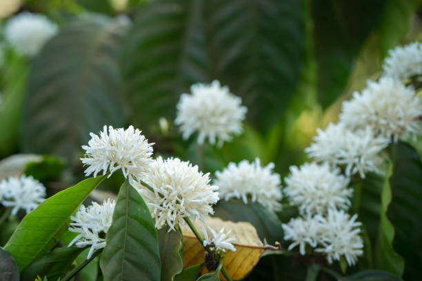 istock Coffee tree blossom with white color on branch 925688416