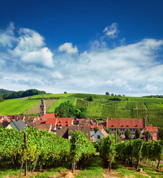 istock Medieval village Riquewihr with vineyards 925688466