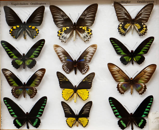 istock colourful tropical butterflies 925688480