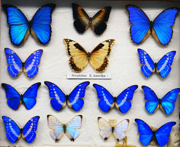 istock colourful tropical butterflies 925688698