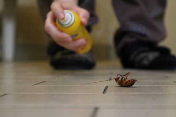 Spraying a cockroach A person kills a cockroach cockroach stock pictures, royalty-free photos & images