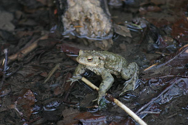 개구리 물 - frogger 뉴스 사진 이미지