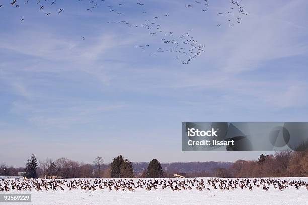 Campo Cubierto Con Gansos Foto de stock y más banco de imágenes de Aire libre - Aire libre, Animales salvajes, Ave de corral