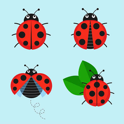 Cartoon ladybug vector set isolated from the background. Cute ladybug on a leaf or flying in a flat style. Symbols funny insects and beetles.