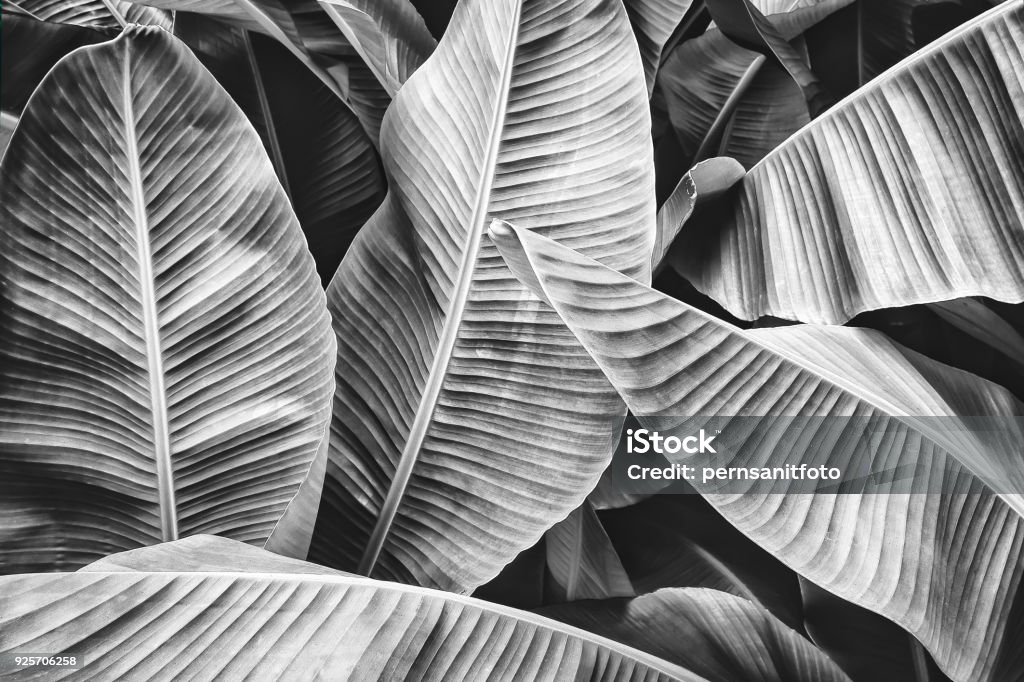 foglia di palma di banana tropicale - Foto stock royalty-free di Bianco e nero