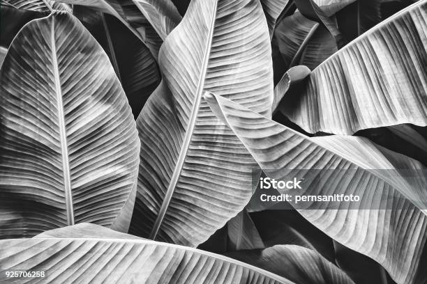 Tropical Banana Palm Leaf Stock Photo - Download Image Now - Black And White, Nature, Abstract