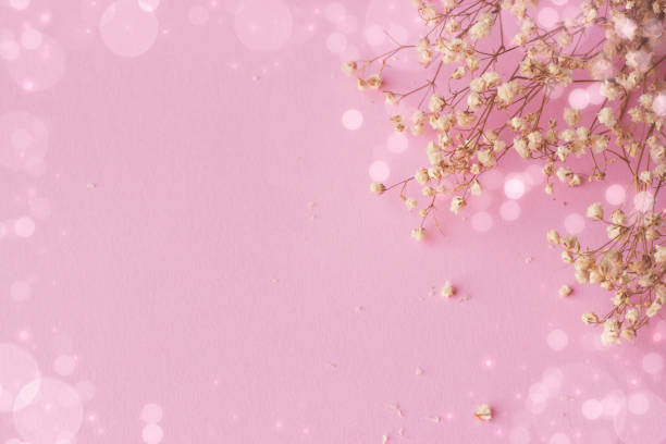 Pink background with small white flowers and bokeh, with copy space