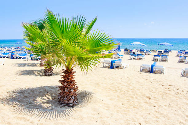 Palm trees on summer sea beach in Alanya on clear sunny summer day. White sand on relax resort beach in Turkey rest. Summer vacation on tropical beach. stock photo
