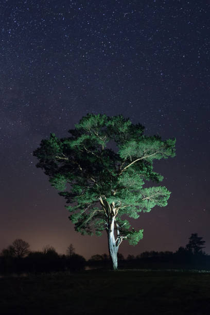 istock Night landscape of large tree under starry sky. Scenery wild nature at night 925713152