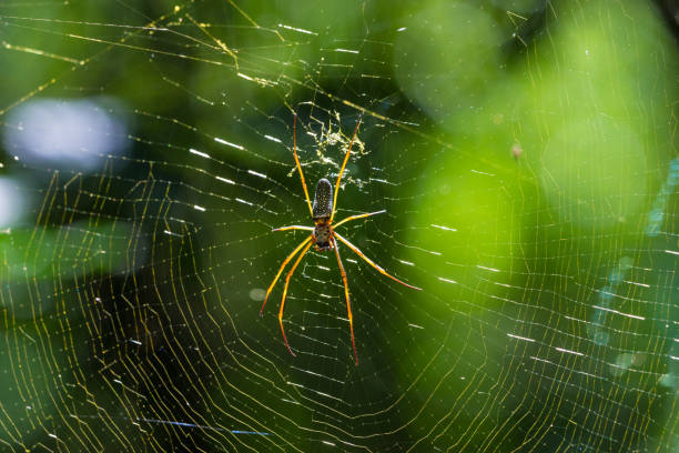 istock Golden Silk Orb Weaver Spider Waiting on Spider Web 925713196