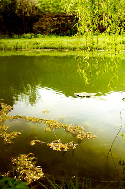 istock Willow by the water, a Palmanova's tour itinerary landscape. 925714094