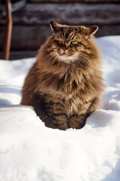 istock looking up serious full face siberian cat portrait 925714198