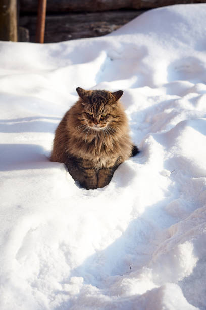 istock serious siberian cat in deep white snow 925714350