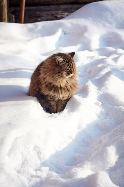 istock majestic siberian cat in deep snow in sunset 925714518