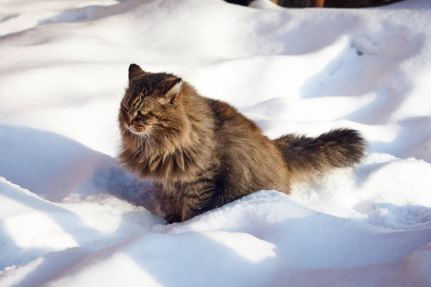 istock fluffy siberian cat on snow look ahead 925714676