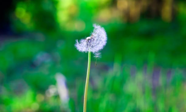 istock dandelion flower in nature. 925717292