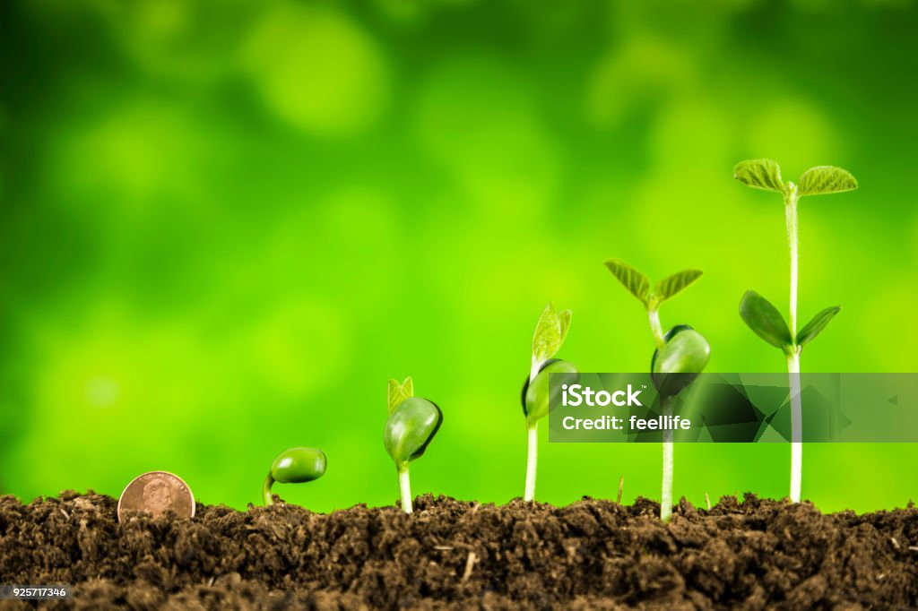 business investment:plant growing on green background bussiness,investment,plant Origins Stock Photo