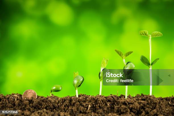 Business Investmentplant Growing On Green Background Stock Photo - Download Image Now