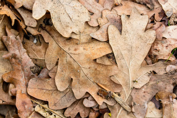 istock Dry fallen leaves close up 925717526