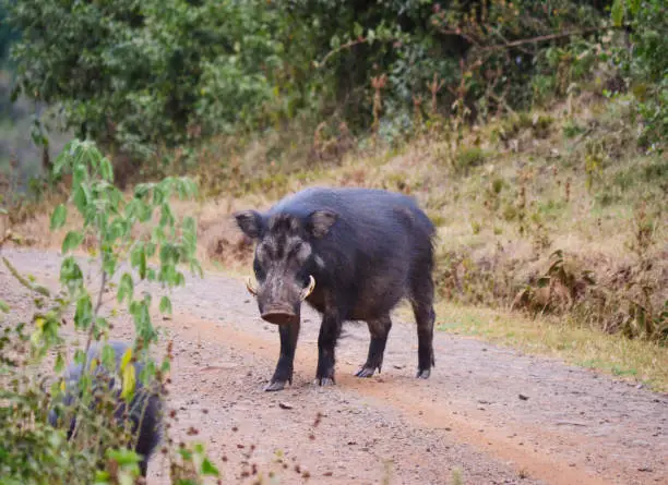 Giant forest hog in Aberdare national park, kenya