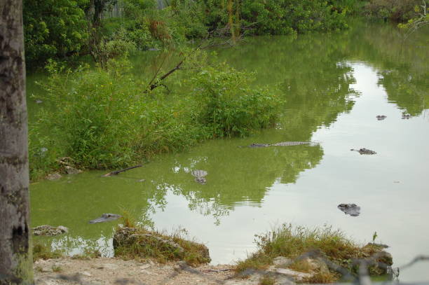 istock Alligators in the swamps 925720140
