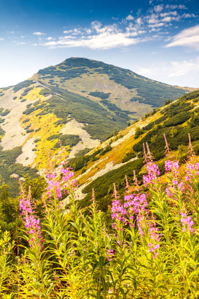 istock Mountainous landscape with fireweed flowers. 925720144