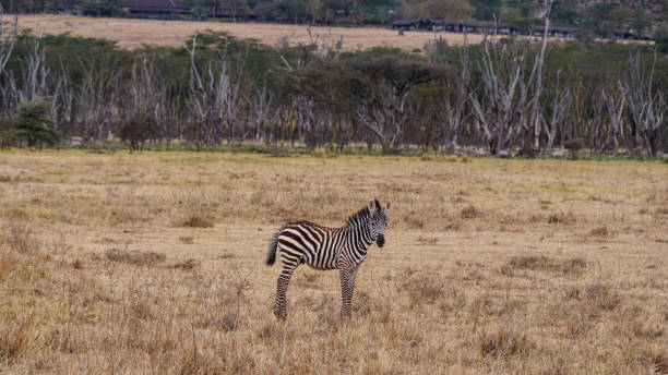 istock Zebra colt in masai mara 925720182