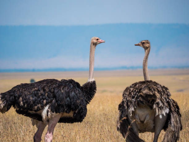 istock Couple of ostriches 925720628