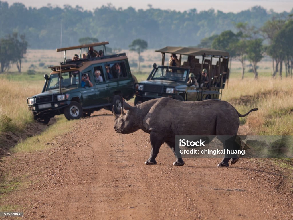 Rhino Crossing the Road in Africa Safari Stock Photo