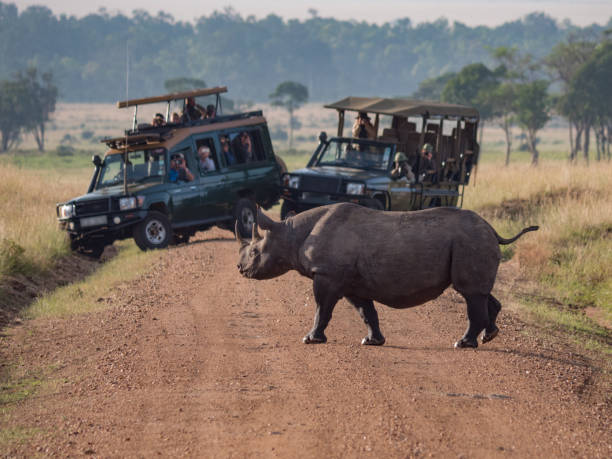 Rhino Crossing the Road in Africa Rhino Crossing the Road in Africa southern africa stock pictures, royalty-free photos & images