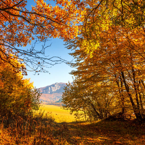 Trees in the forest in bright fall colors.