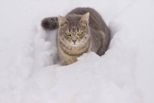 istock a domestic cat lying down in snow on cloudy day 925722432