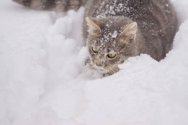 istock a domestic cat lying down in snow on cloudy day 925722518