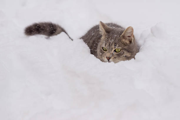 istock a domestic cat lying down in snow on cloudy day 925723358