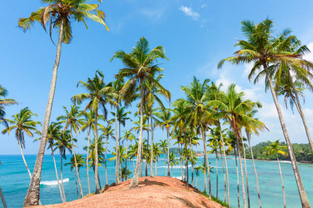 istock Coconut palm trees on hill at tropical island coast 925723436