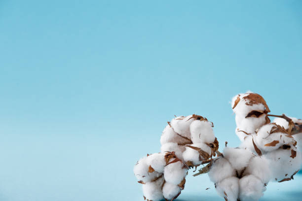 istock Dried white fluffy cotton flowers on a blue background with copy space. 925725652