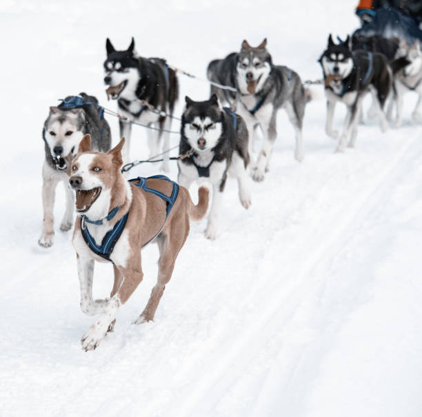 istock Group of sled dogs running in snow 925726742