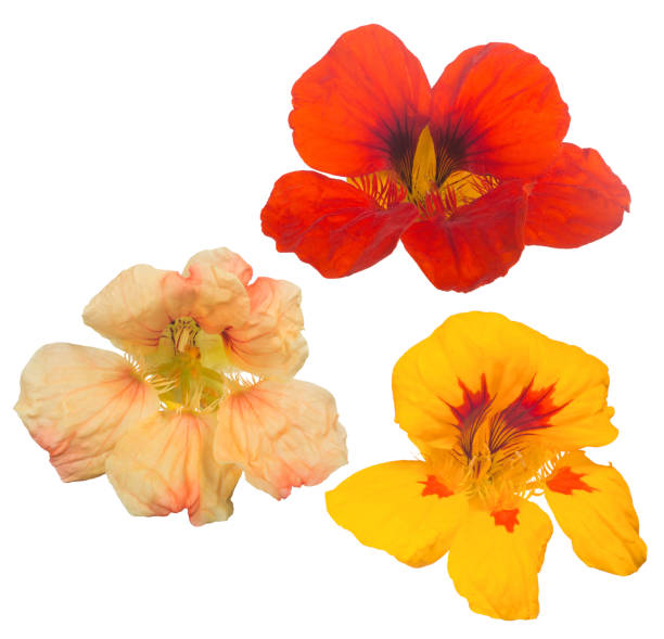 istock set of three nasturtium blooms isolated on white 925726948