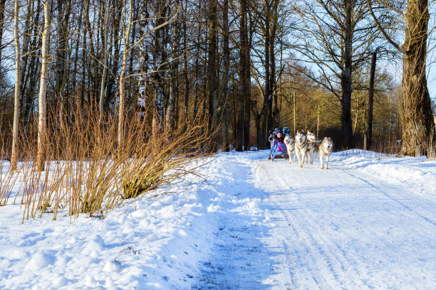 istock Girl riding on sled pulled by dog Siberian huskies 925727304