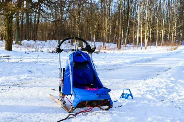 Sports sledding with dogsled on skis. Sports races for animals in sleds harness in snowy winter Park