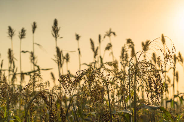 istock Close up Sorghum in field agent sunset 925727428