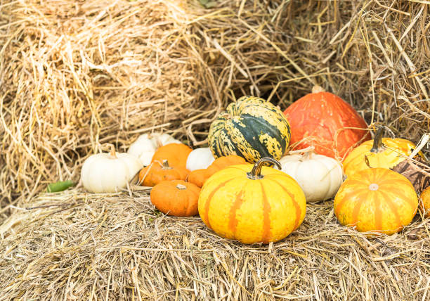 istock Bunch of pumpkins for sale 925727444
