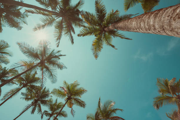 istock Tropical palms vintage toned 925727524