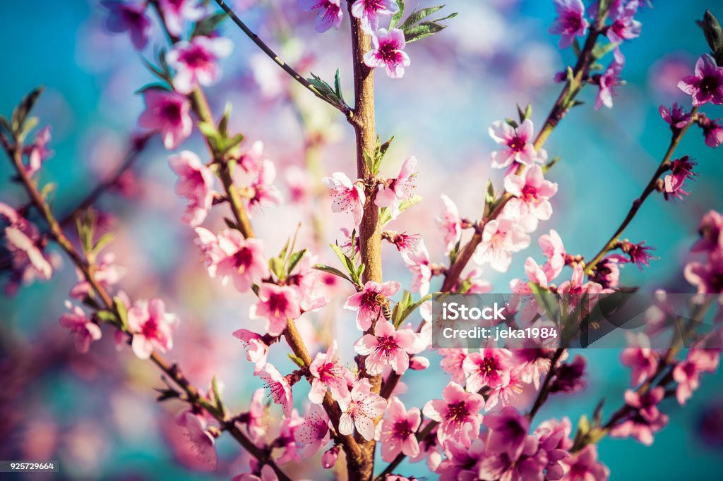 Hermosa Flor Duraznero En Primavera En Un Día Soleado Desenfoque De Enfoque  Suave Natural Foto de stock y más banco de imágenes de Abeja - iStock