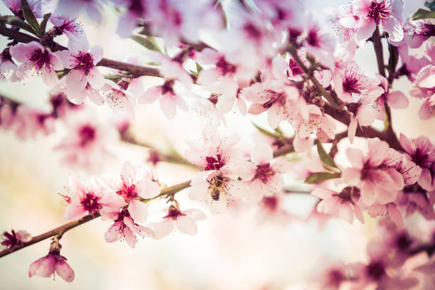cherry tree